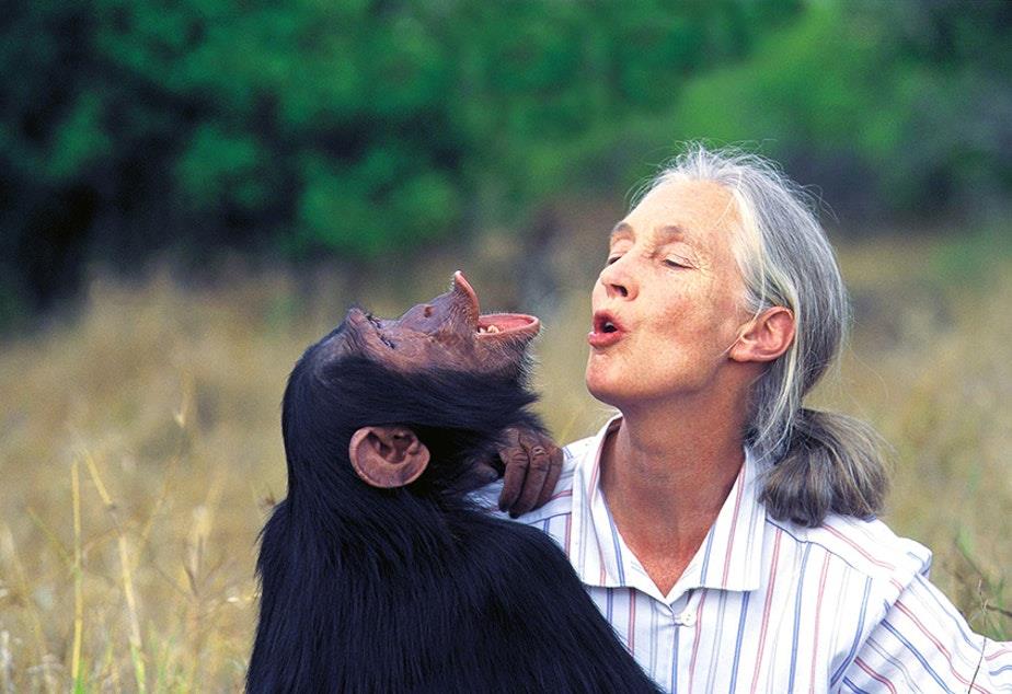 Tanzanie A la Rencontre des Chimpanzés